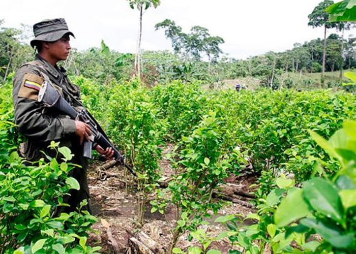 Las FARC invitan a erradicar cultivos de coca en Putumayo