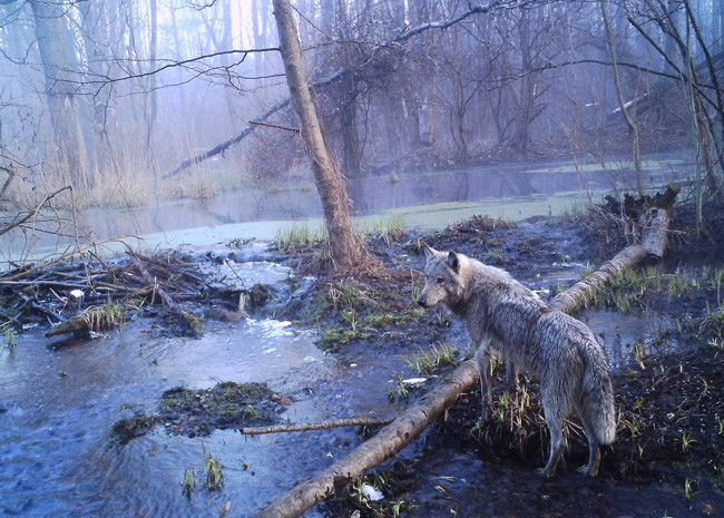 Chernóbil: el cementerio que fue invadido por los lobos