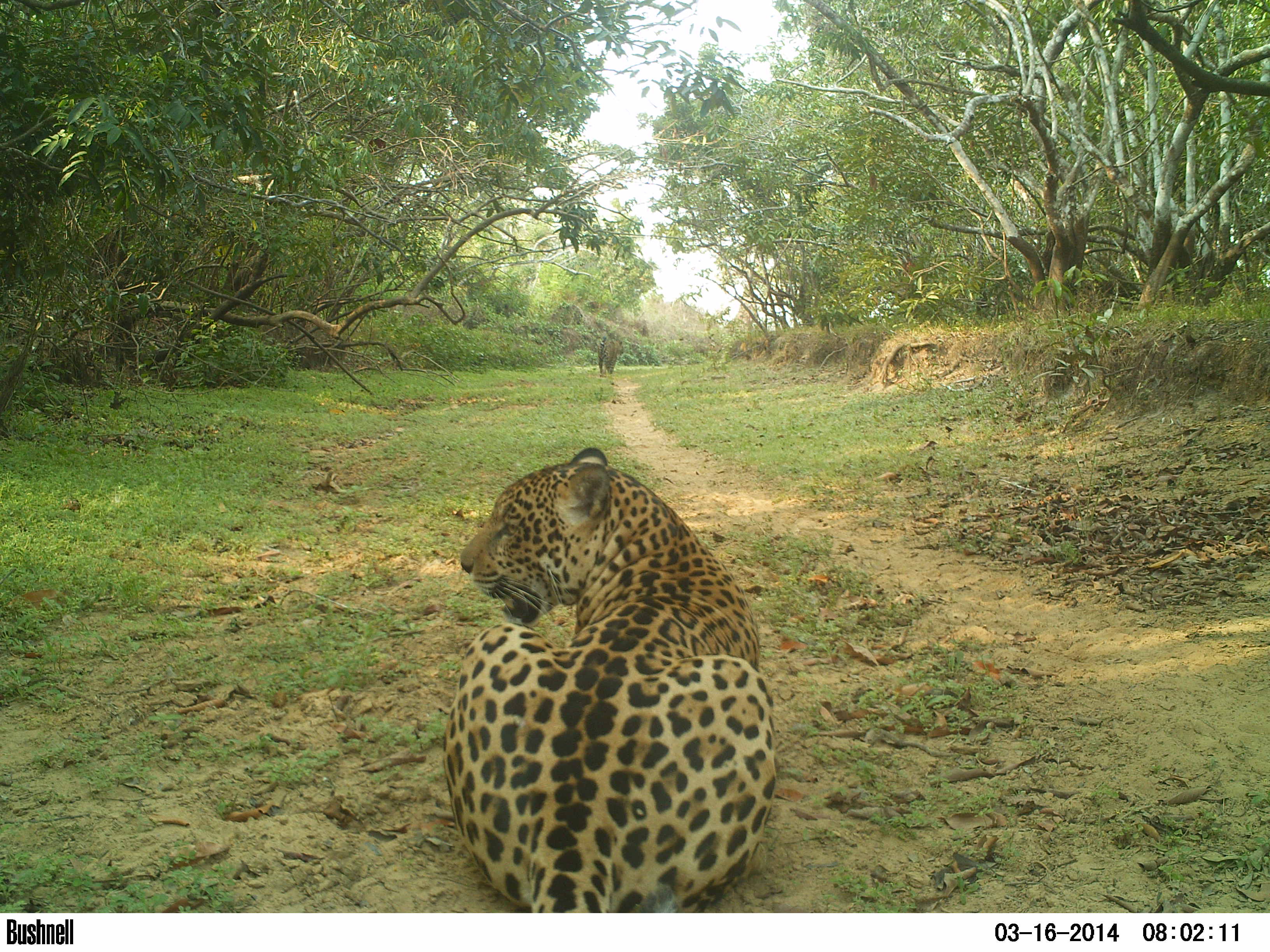 Hato La Aurora y su convivencia con el jaguar