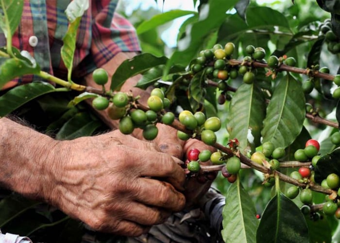 De cafeteros a productores agropecuarios