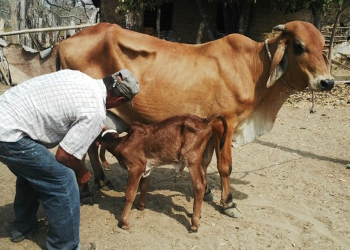 A falta de agua, espiche