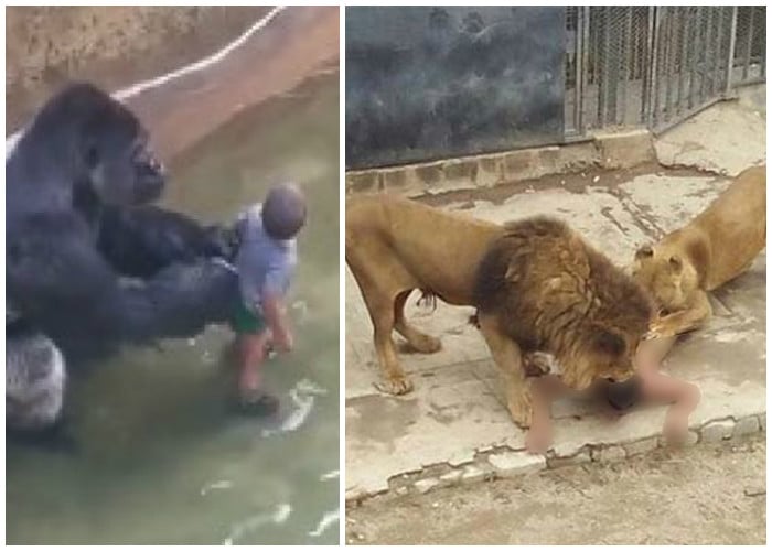 El infortunio animalista en la muerte de los leones y el gorila