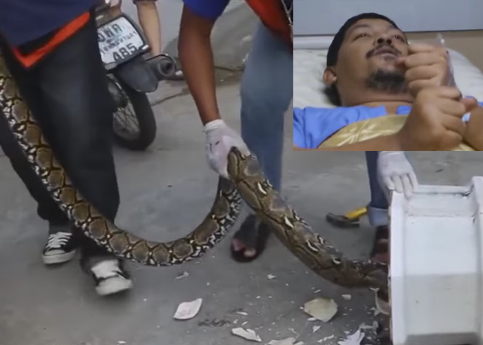 Este hombre se sentó en su inodoro y lo mordió una Pitón