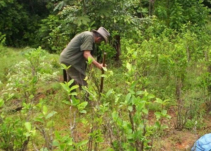 Declaración de cultivadores y trabajadores de coca, marihuana y amapola
