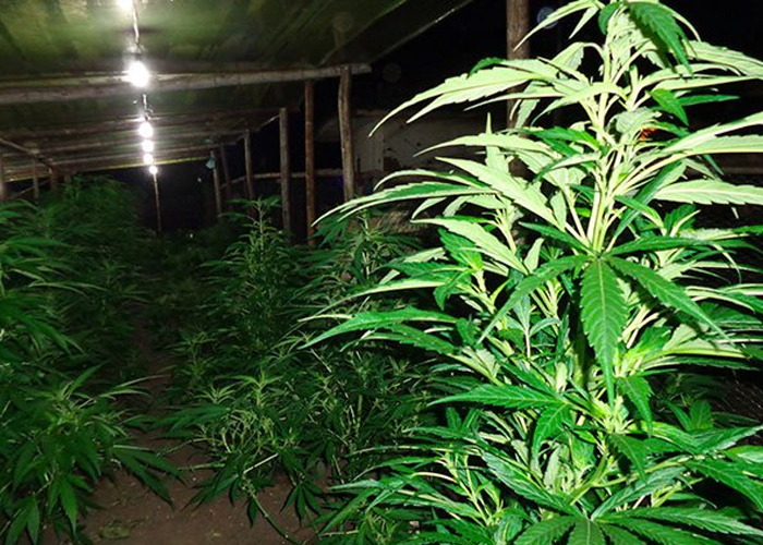 La primera cooperativa de marihuana colombiana se lanzó en el Cauca