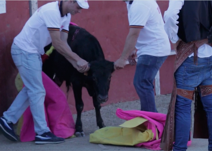 Video: Torturando becerros es como los toreros aprenden su arte