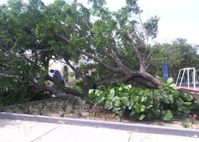 En Barranquilla se talan árboles para monitorear contaminación del aire