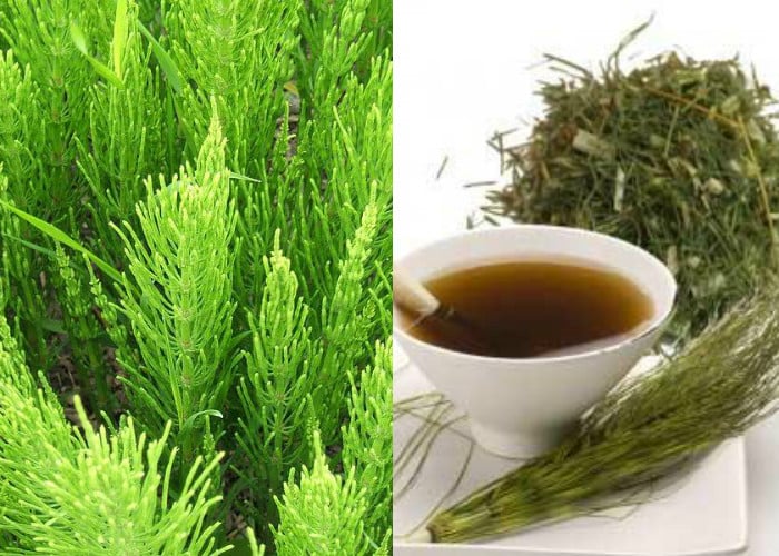 Las virtudes de la Cola de caballo