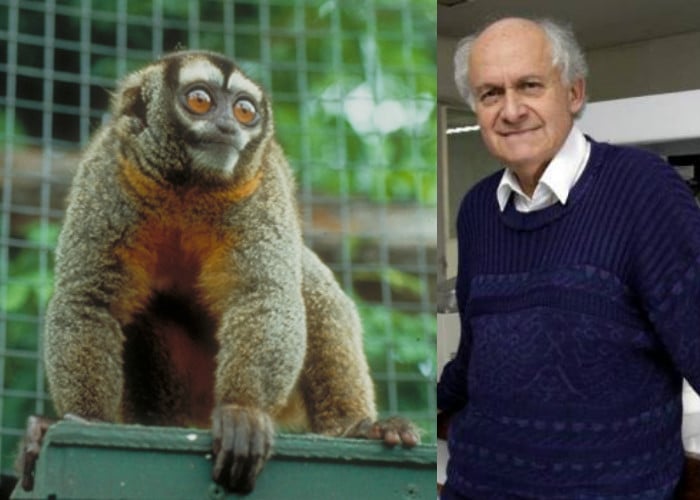 Patarroyo estaría usando una especie de micos en peligro de extinción: los Aotus nancymaae