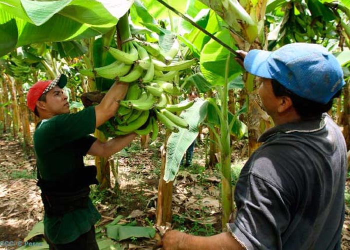La campesina que logró mejorar la vida de 1.200 familias a punta de banano