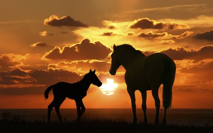 De Bambucos, Porros, Joropos y el Toreo…