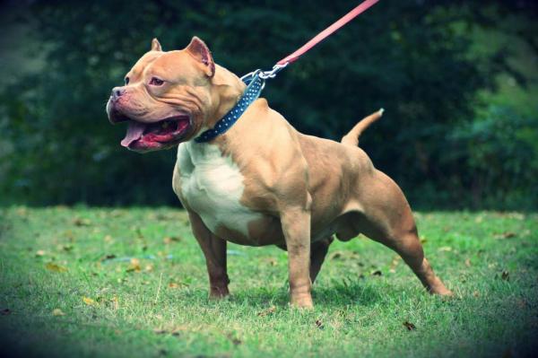 RCN y Caracol ensañados contra los Pitbull