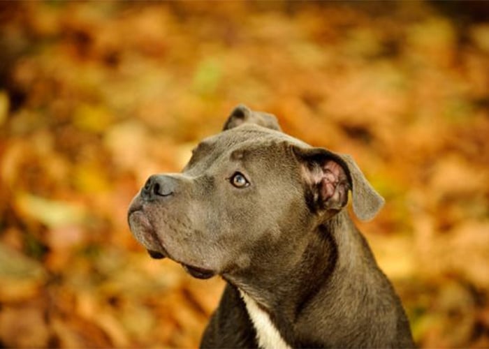 Pit bull, los mejores perros del mundo