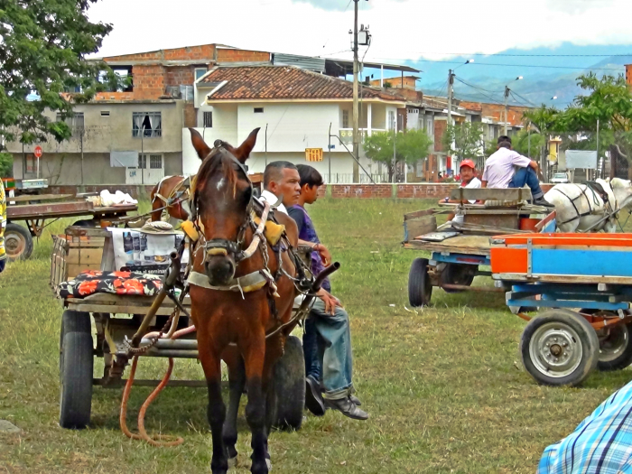  - El sueño de los animales en Buga: inicia proceso de sustitución de vehículos de tracción animal