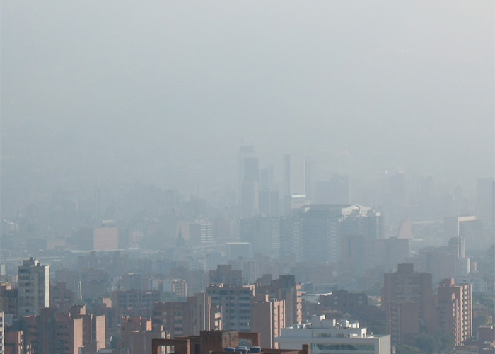 Medellín: la ciudad del animal