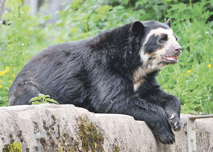 Condena a un ganadero por la muerte de un oso de antejosos