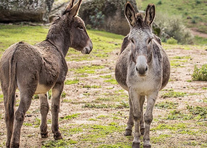 Mamaburras y corralejas