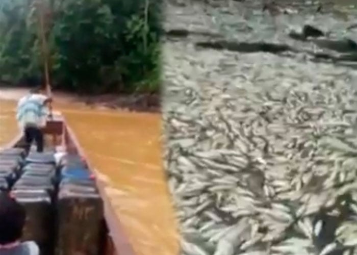 Video: miles de peces muertos en la represa El Porce III de EPM en Antioquia