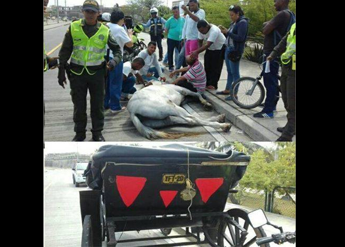 ¡Infamia! Colapsó por millonésima vez un martirizado caballo cochero en Cartagena