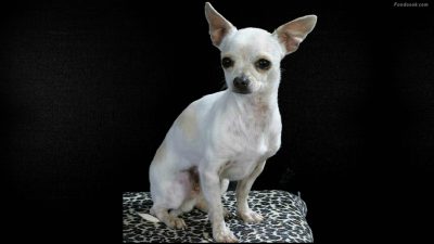  - El “perro” de mi amiga… ¿un clavo saca otro clavo?