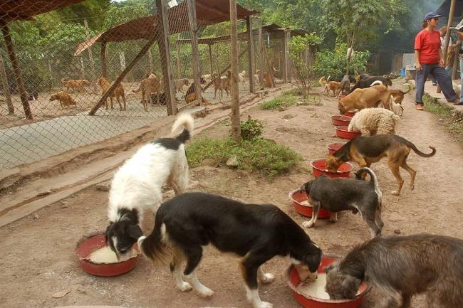 ¿Será el Centro de Bienestar Animal de Bolívar un matadero de mascotas?