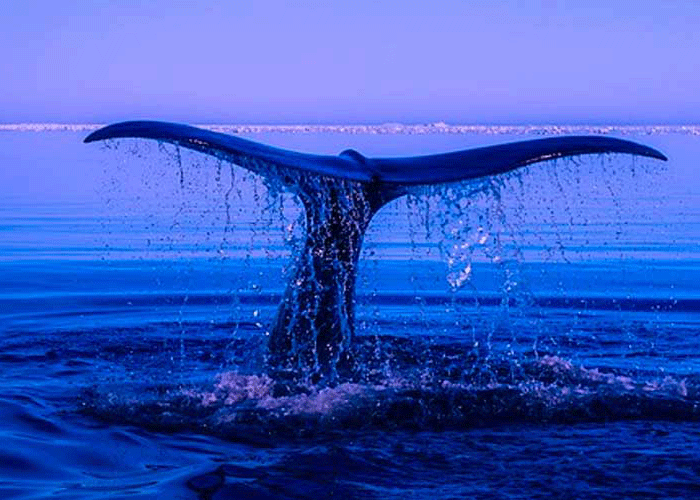 La sociedad teñida de azul