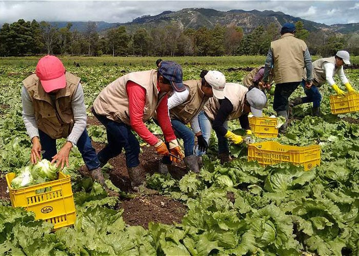 ¿Se desvanece la ilusión de un nuevo campo colombiano?