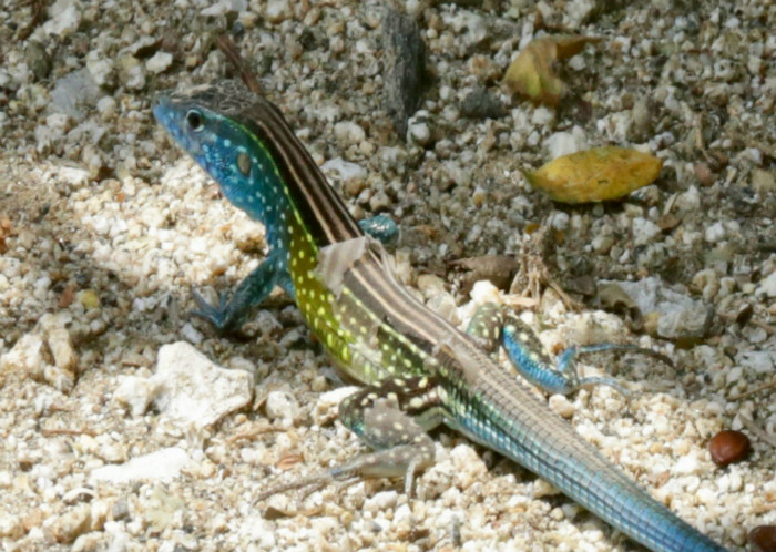 ¿Te atreves a cambiar de piel?