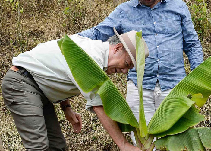 Presidente Santos: ¡Que la coca se sustituida por algo que garantice sostenibilidad!