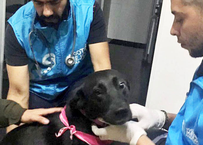 ¡Seamos Sasha, de verdad!