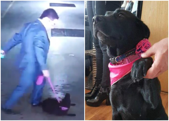 A Sasha la pudimos rescatar, ¿qué va a pasar con los otros perritos de la calle?