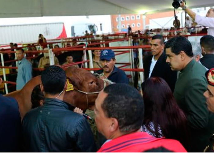 Vídeo: Maduro le habla a dos vacas buscando apoyo para la Constituyente