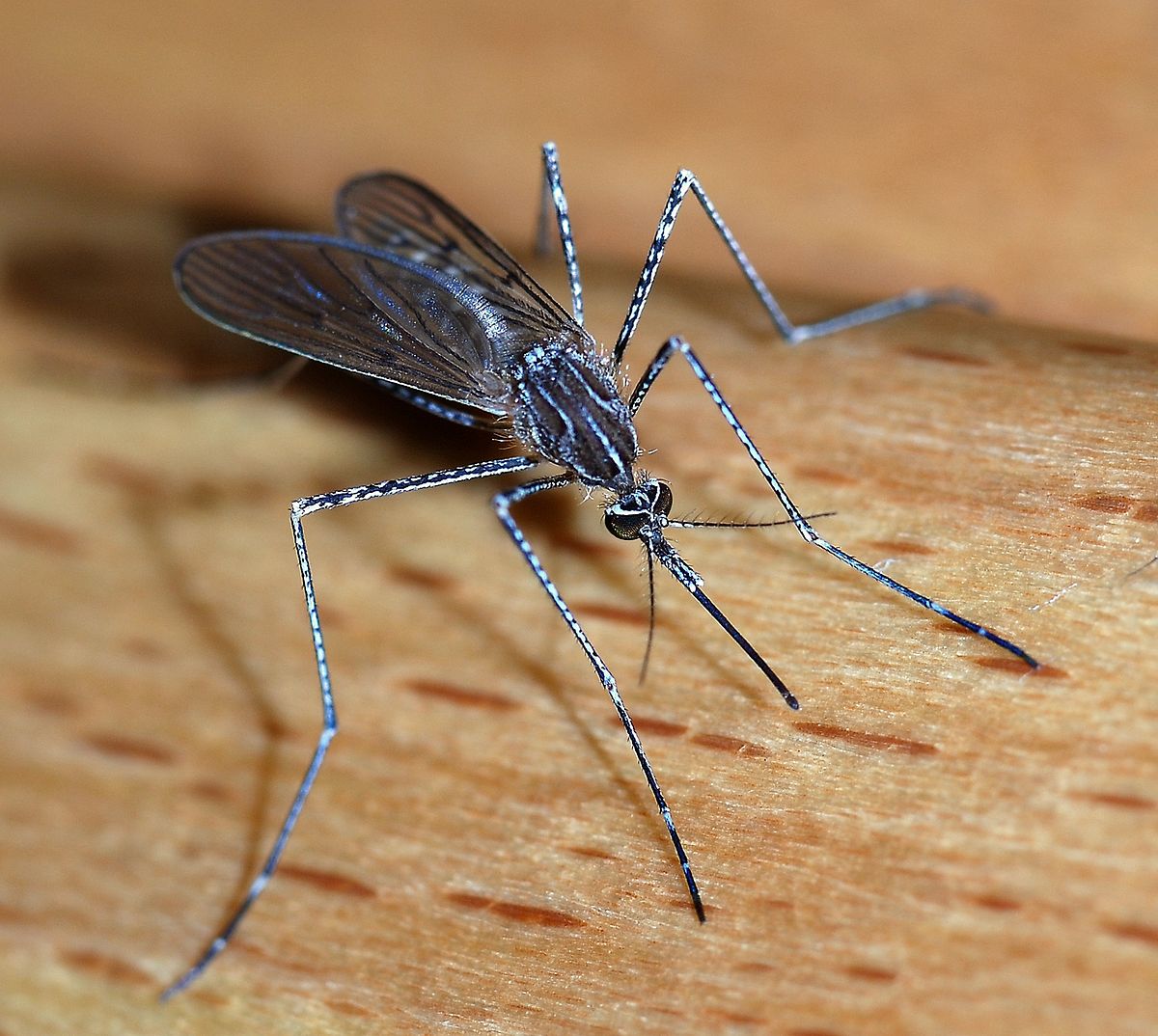 La paradoja del mosquito y la búsqueda de la perfección industrial