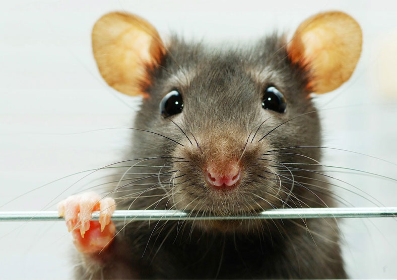 Roedores invaden oficinas públicas