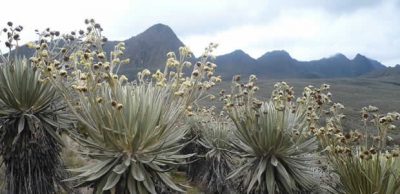  - ¿Se fueron las Farc y llegó la muerte del páramo de Sumapaz?