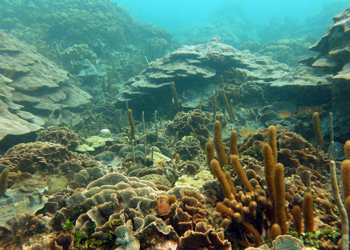 #SalvemosVaradero: en defensa del único arrecife vivo de la bahía de Cartagena