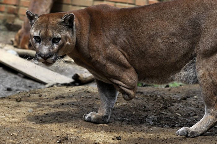  - La nueva vida de los animales rescatados a los narcos de Cali