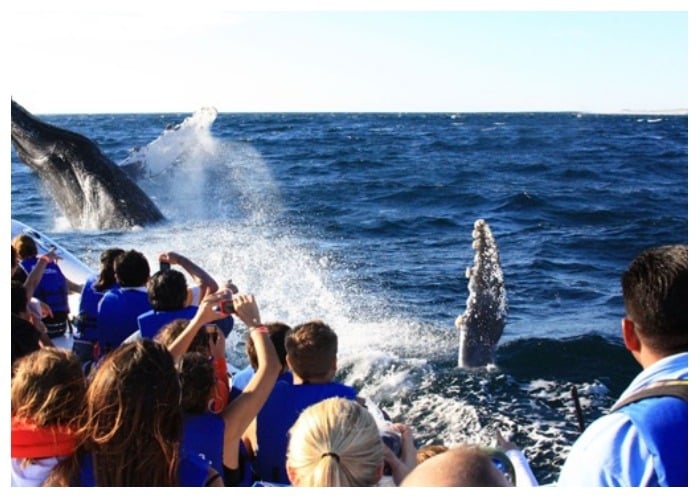 Comienza temporada de avistamiento de ballenas en Juanchaco y Ladrilleros