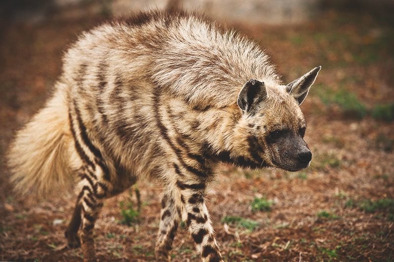 Fábulas de hienas, sapos y otras bestias