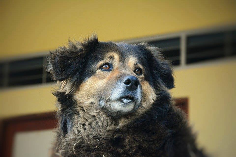 Los animales no tienen derechos, tienen consideraciones