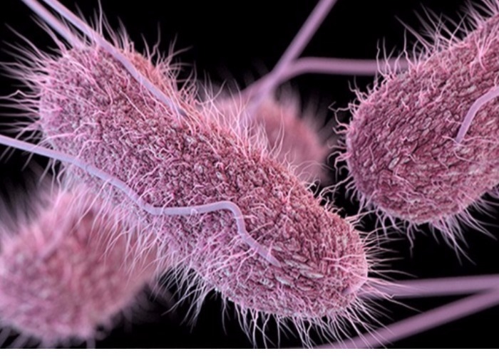 Сальмонеллез бактерия. Бактерия сальмонелла Тифи. Сальмонелла enterica. Микроб сальмонелла.