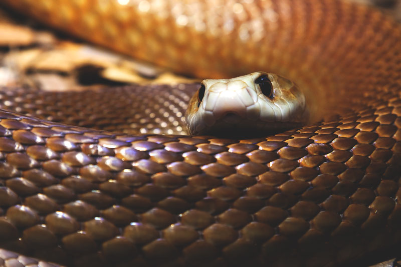 La culebra envenenada y venenosa que acecha a Colombia