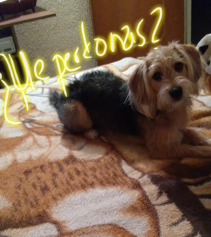 La alegría de adoptar un perro: Kira, la criollita tsunami