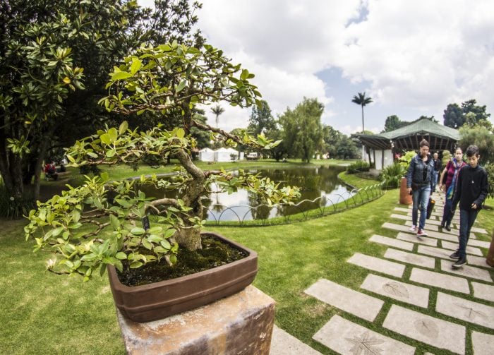 La cultura japonesa se toma el Jardín Botánico de Bogotá con la exposición de Bonsái
