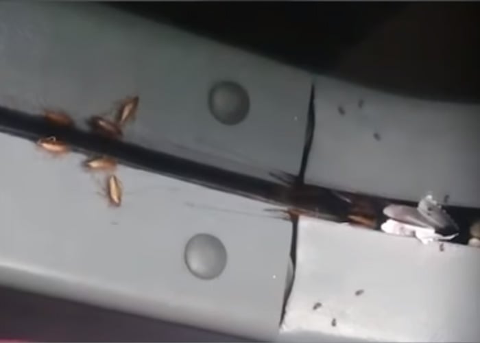 Las cucarachas, literalmente, se tomaron TransMilenio (Video)