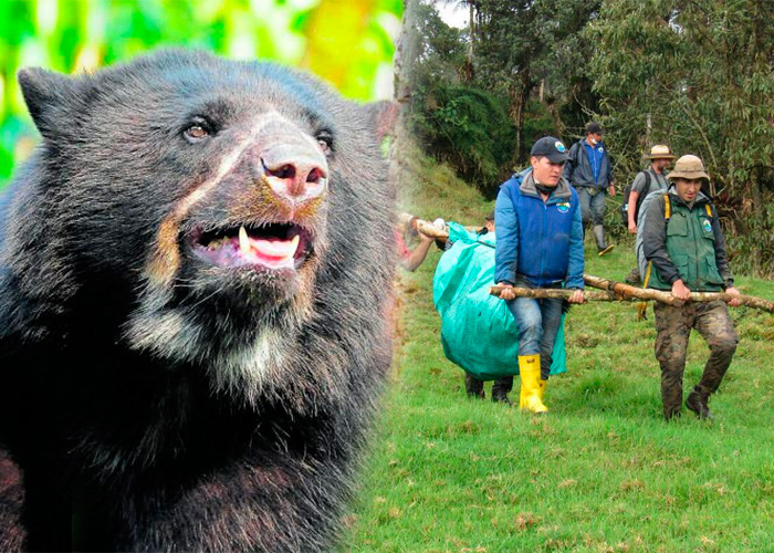 La excusa que ha salvado de la cárcel al campesino que mató al oso de anteojos