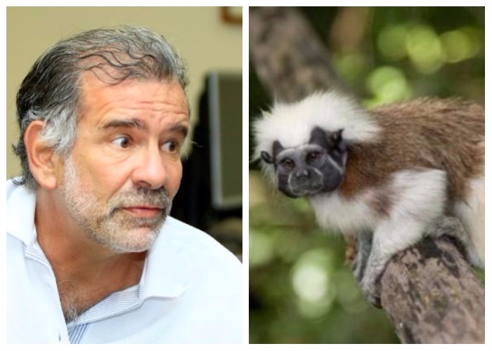 Gobernador Verano, hablemos del tití cabeciblanco