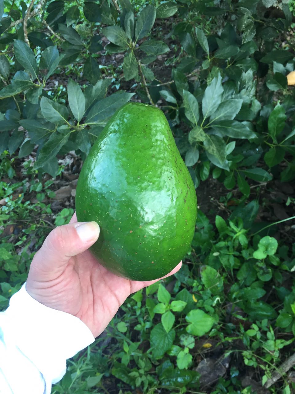Montes de María quiere exportar aguacate