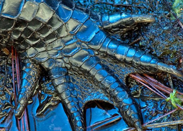 Los animales de la política, un zoológico tan conocido como antipático