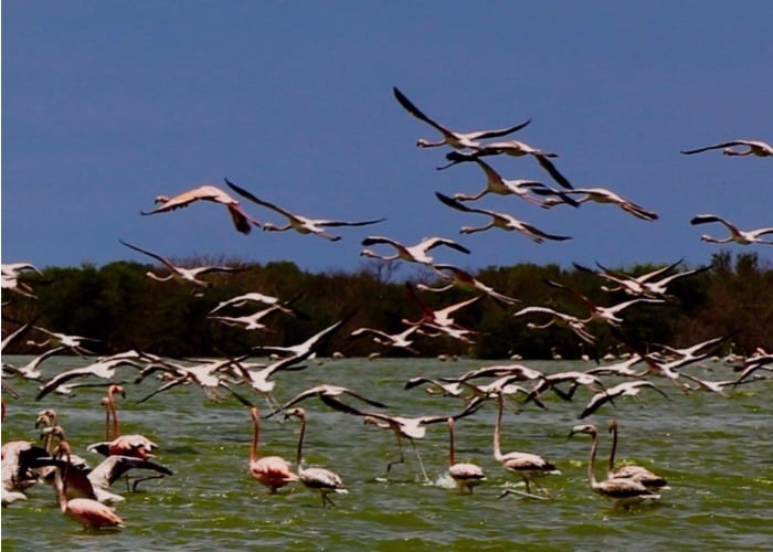 El derecho sobre la propia vida